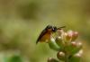 Athalia sp.